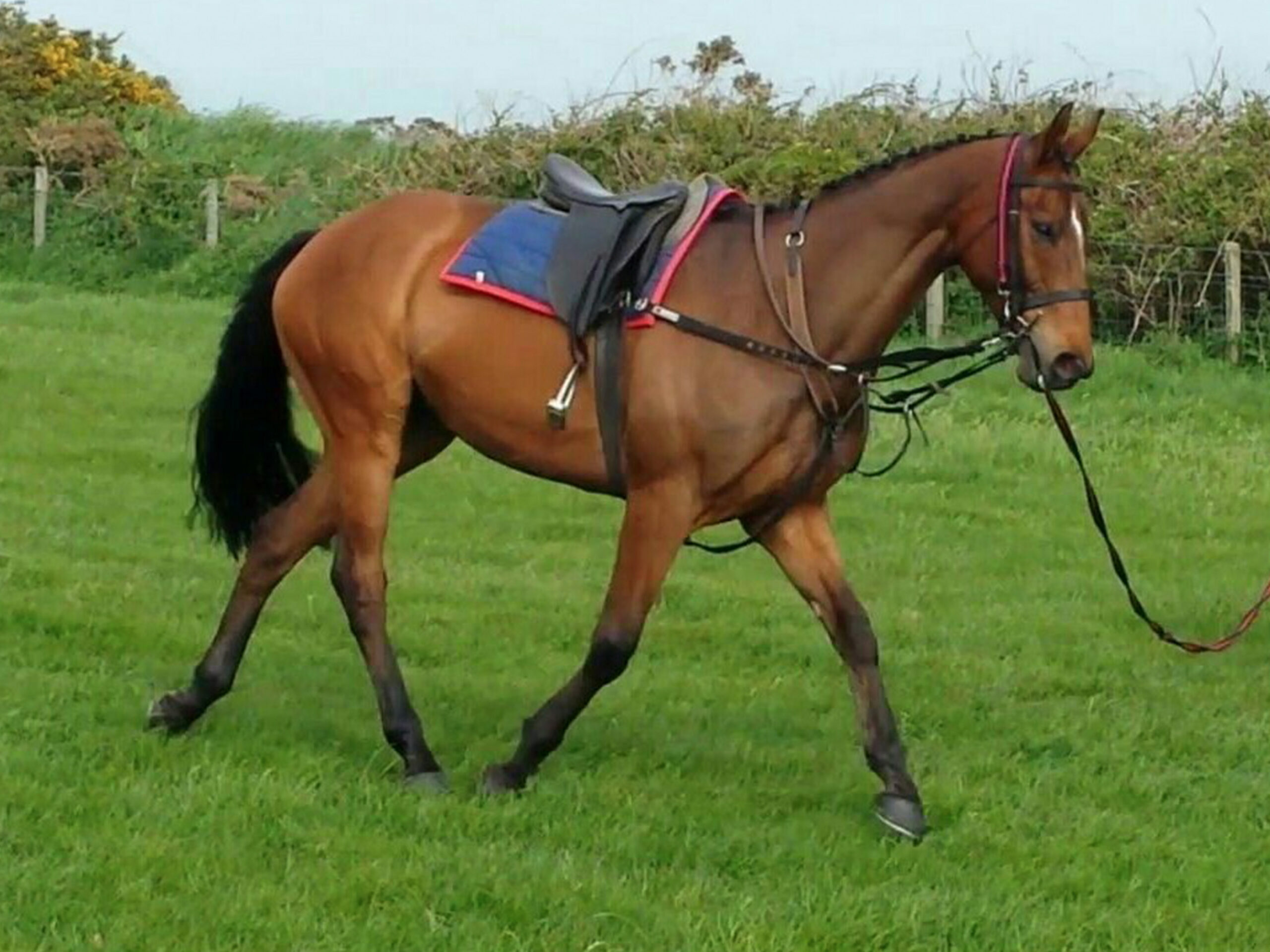 retired__0003_JAdhere-limbering-up-before-a-dressage-class